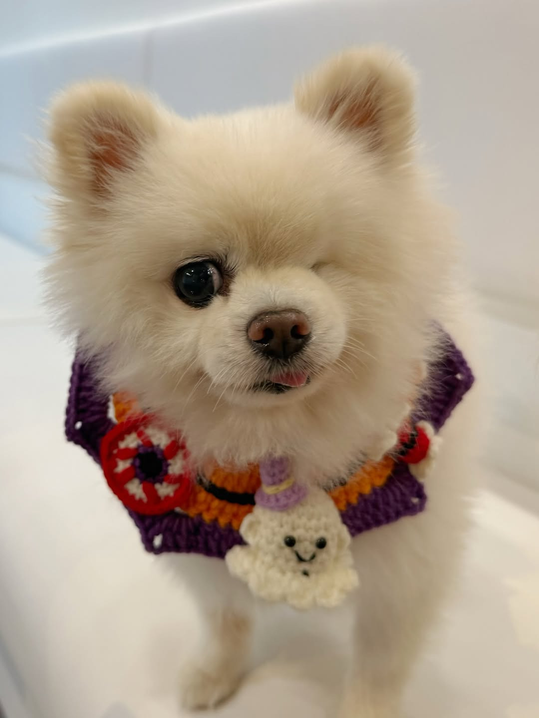 画像・写真 | “左目がないポメラニアン”…その名前は？ 生き抜いた元