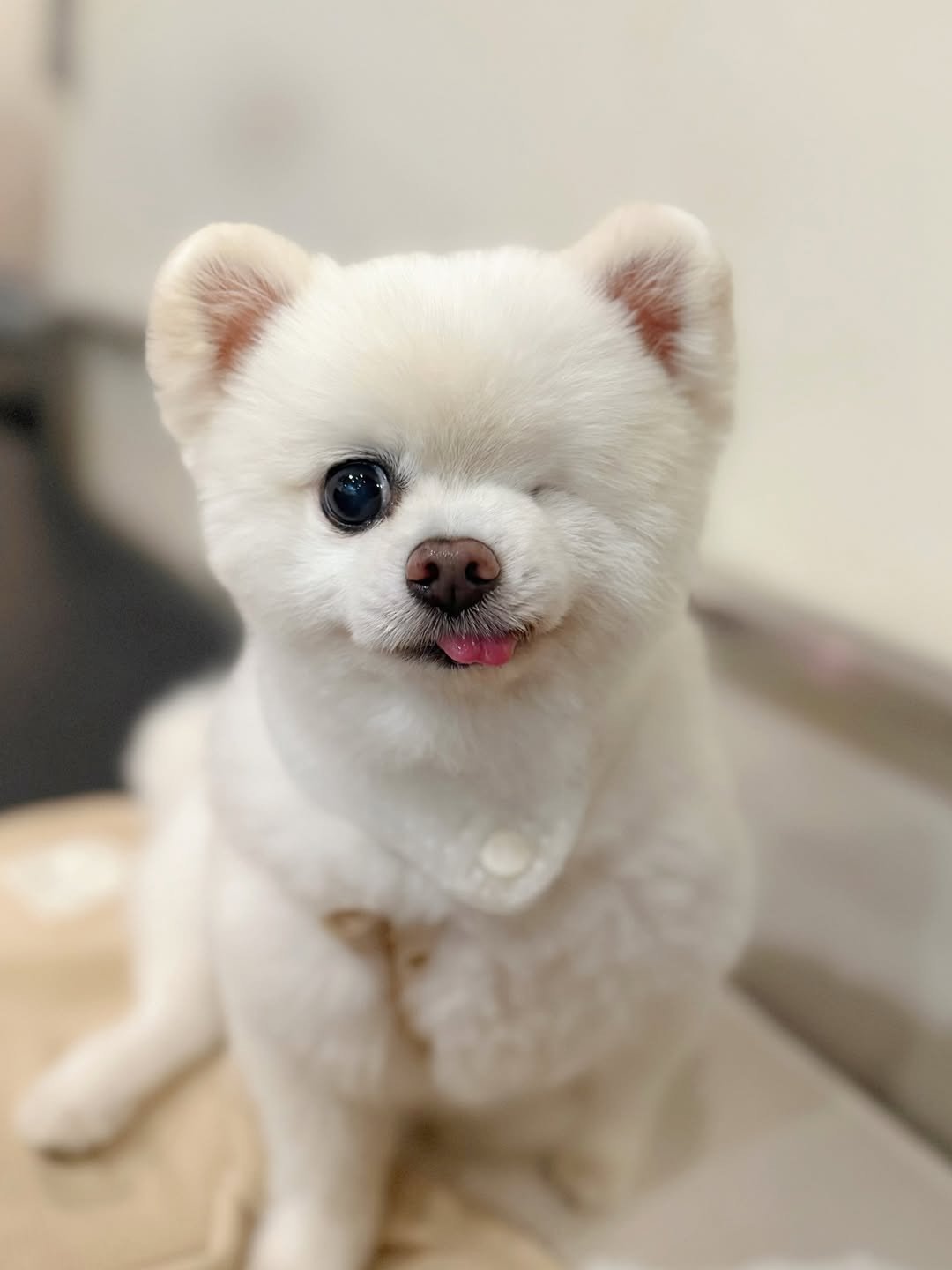 画像・写真 | “左目がないポメラニアン”…その名前は？ 生き抜いた元