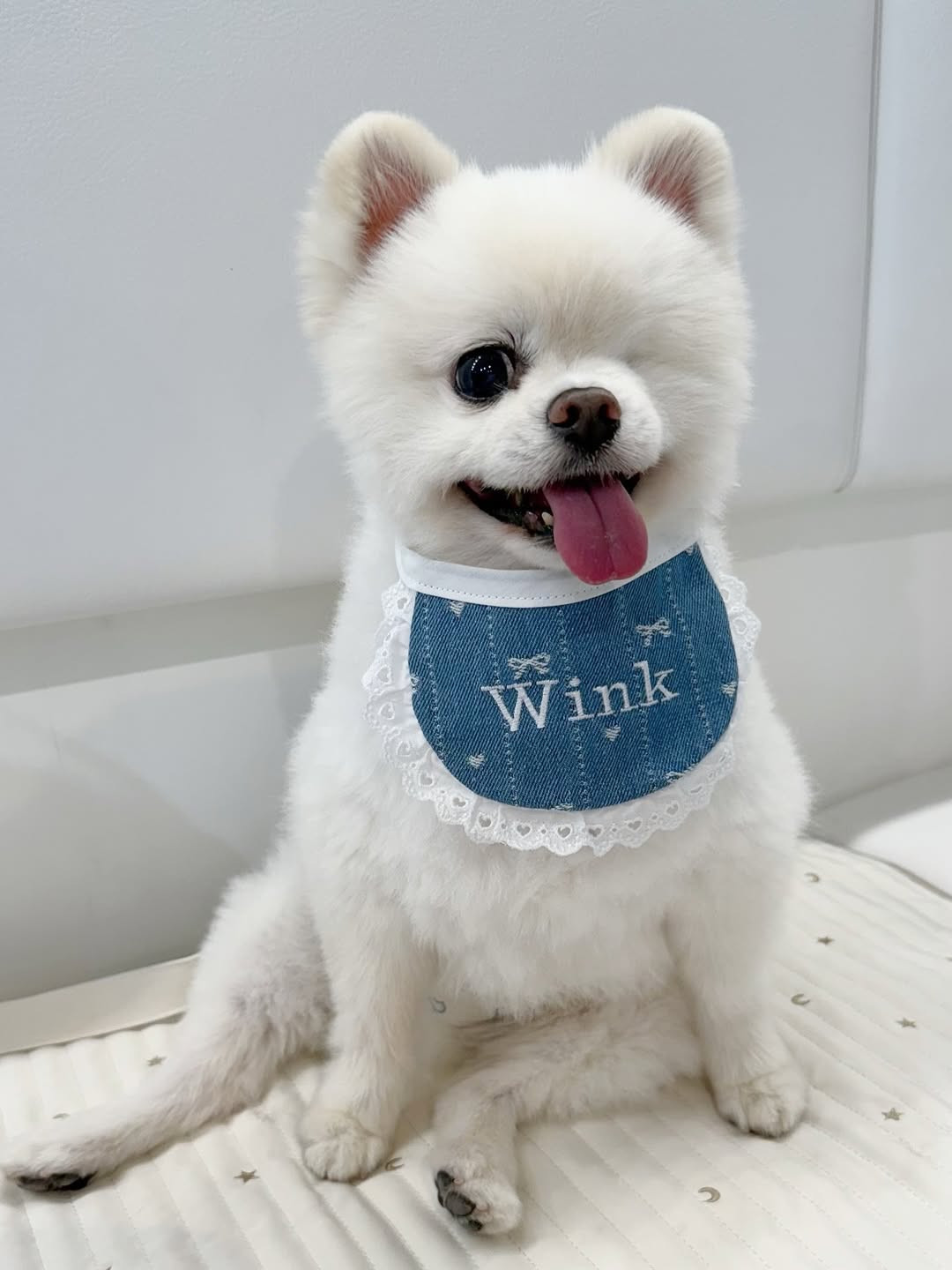 オーダー受付　ポメラニアン　ご予約ページ　7/21 画像・写真 | “左目がないポメラニアン”…その名前は？ 生き抜いた元