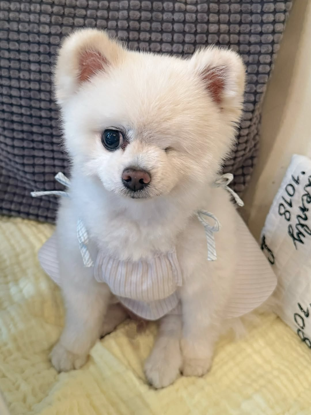 画像・写真 | “左目がないポメラニアン”…その名前は？ 生き抜いた元