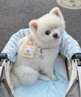 オーダー受付　ポメラニアン　限定レアパネル　4/8 限定5枚 レアパネル生地 新柄 ポメラニアンパネル生地 - メルカリ