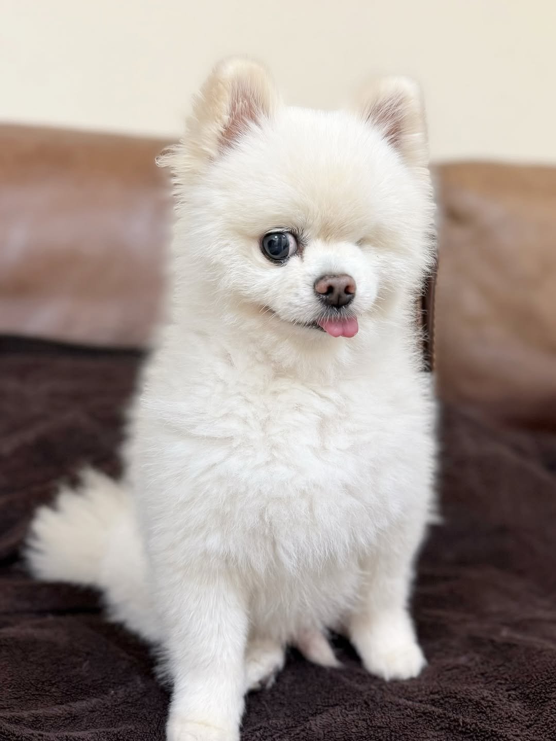 画像・写真 | “左目がないポメラニアン”…その名前は？ 生き抜いた元