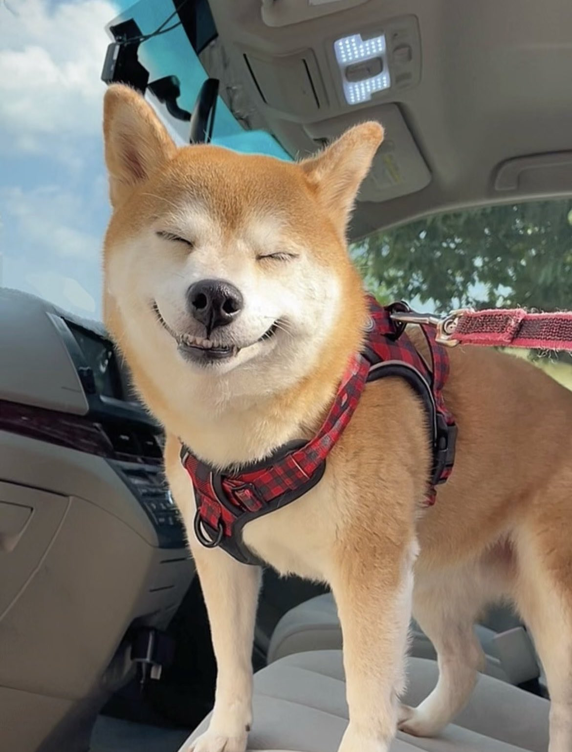 あぁ寒い…”暖房ぽちっと、急な冷えで“野生の心”失った柴犬に「とうとう