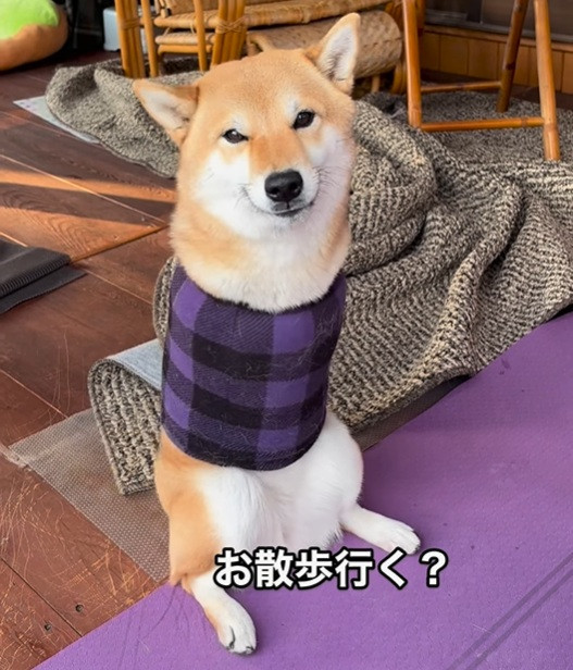 生まれつき前脚のない柴犬＆障害あるチワックス、散歩に大興奮する姿が