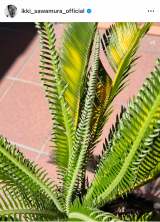 �򑺈�� �u�m�l���璸�������炵���\�e�c�v��2024�N8���̓��e(�ʐ^�̓C���X�^�O���� @ikki_sawamura_official ���) 