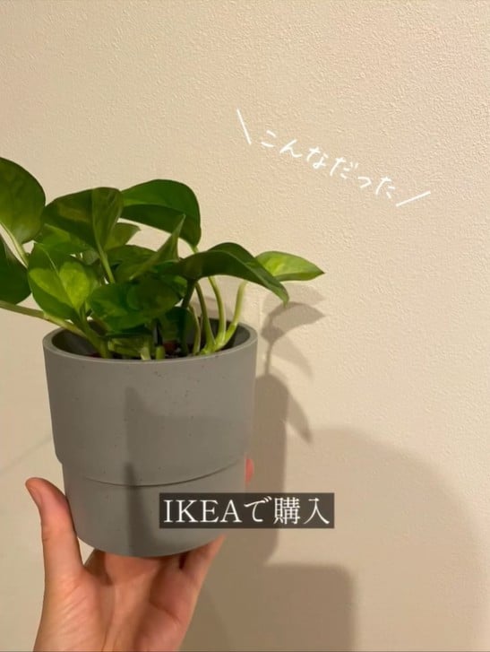 IKEAで買ったポトスを“タブーだらけ”で育てたら…3年後の姿に「すっご