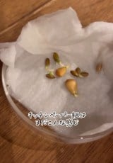 �u�܂��͔���𔍂��ĔG�ꂽ�L�b�`���y�[�p�[�ŕ�݁A�Â��ꏊ�ō��������o��̂�҂��܂��v�imico�j���ʐ^�͉ԗM�q�ƕP�������̎�i�ʐ^��@kurashino.ne�j 