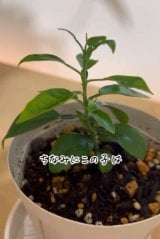 ���肩�炵�΂炭���Č��C�Ɉ���Ă����u�ۋT���˂̂������̎�v�I�����āc�i�ʐ^��@kurashino.ne�j 