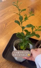 ���N�̉Ă͂���Ȃɑ傫���Ȃ��������I�i�ʐ^��@kurashino.ne�j 