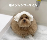 �܂�Łg�������Ȃ���i�h �V�����v�[&�J�b�g���ꂽ�g�C�v�[�̎p���b��u����ȉ�����񂱏��߂Č��܂����v 