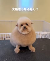 �u�V�����v�[����J�b�g�܂Łv(�摜��:������񂳂� @cie__3) 