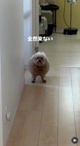 �u�V�����v�[����J�b�g�܂Łv(�摜��:������񂳂� @cie__3) 