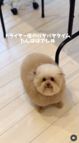 �u�V�����v�[����J�b�g�܂Łv(�摜��:������񂳂� @cie__3) 