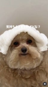 �u�V�����v�[����J�b�g�܂Łv(�摜��:������񂳂� @cie__3) 