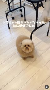 �u�V�����v�[����J�b�g�܂Łv(�摜��:������񂳂� @cie__3) 