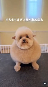 �u�V�����v�[����J�b�g�܂Łv(�摜��:������񂳂� @cie__3) 