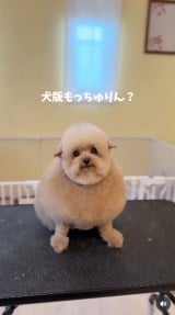 �u�V�����v�[����J�b�g�܂Łv(�摜��:������񂳂� @cie__3) 