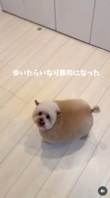 �u�V�����v�[����J�b�g�܂Łv(�摜��:������񂳂� @cie__3) 