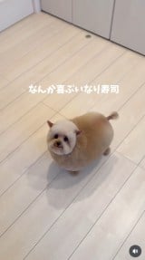 �u�V�����v�[����J�b�g�܂Łv(�摜��:������񂳂� @cie__3) 