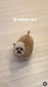 �u�V�����v�[����J�b�g�܂Łv(�摜��:������񂳂� @cie__3) 