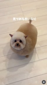 �u�V�����v�[����J�b�g�܂Łv(�摜��:������񂳂� @cie__3) 