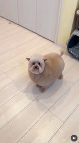 �u�V�����v�[����J�b�g�܂Łv(�摜��:������񂳂� @cie__3) 