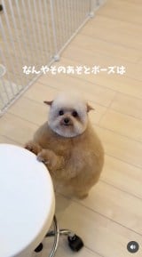 �u�V�����v�[����J�b�g�܂Łv(�摜��:������񂳂� @cie__3) 