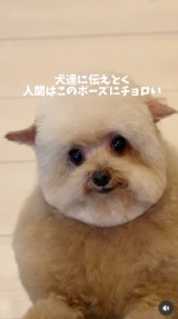 �u�V�����v�[����J�b�g�܂Łv(�摜��:������񂳂� @cie__3) 