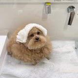 ������񂳂�̈����E�V�G�������(�摜��:@cie__3) 