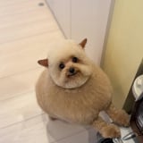 ������񂳂�̈����E�V�G�������(�摜��:@cie__3) 