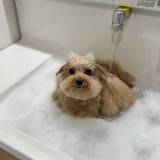 ������񂳂�̈����E�V�G�������(�摜��:@cie__3) 