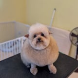 ������񂳂�̈����E�V�G�������(�摜��:@cie__3) 