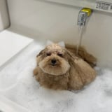 ������񂳂�̈����E�V�G�������(�摜��:@cie__3) 