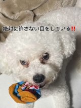 �s���ڂ��ŏ�����グ��|�e�g����(�U�߂���B�e) 