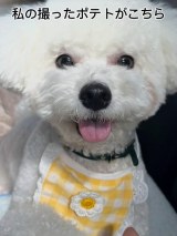 ���₩�ȕ\��������Ă���|�e�g����(������B�e) 