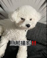 �ǂ����Ă��ڂ����������Ȃ��Ă���|�e�g����(�U�߂���B�e) 