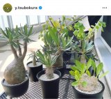 �䂪�ƁE�ؑq�R�K�u���ς��ł������B�����܂�������Ăق����v(�ʐ^�̓C���X�^�O���� @y.tsubokura ���) 