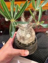 �ؑq�R�K����������a�����v���[���g(�ʐ^�̓C���X�^�O���� @y.tsubokura ���) 