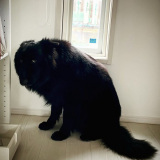 �u�d���c?�v�{���Č��E�܂ŏ������Ȃ����V�F�p�[�h�A�q�F�̂悤�Ȗ\���V�c���������R�����̌��ςԂ� 