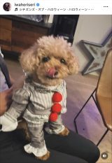 �u���N��LABUBU�v��x���肪���J�����n���E�B���V���b�g�i�ʐ^�̓C���X�^�O���� @iwahoriseri ���j 