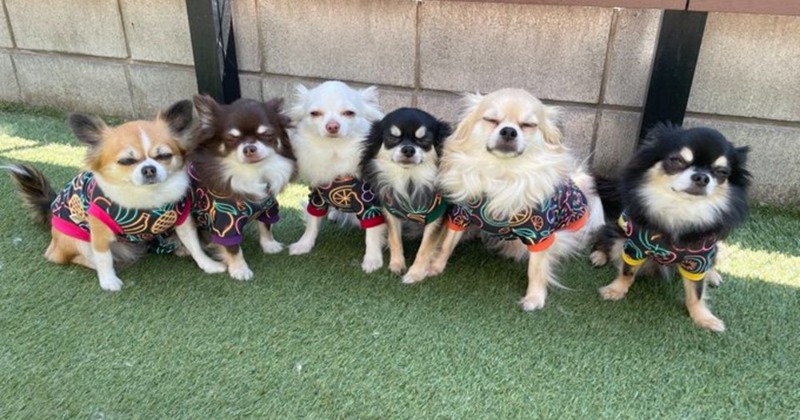 チワワの変顔写真ってあるんだ…6匹全員がまさかの”細目”、奇跡の1枚に