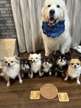 ���i�͂��߂߃p�b�`��/�`�������W���[(@Chihua_ranger)����� 