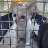 ߂Ȋ̕یLuς邩?v4NcςȂg҂485\un炾̂ˁv 