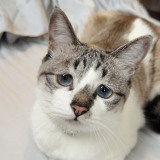 4�N��A���݂̃~���g�����(@piennekomint���) 