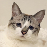 ���߂߂��p�b�`�����Ă���Ƃ��̃~���g�����(@piennekomint���) 