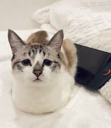 ���݂̃~���g�����(@piennekomint���) 