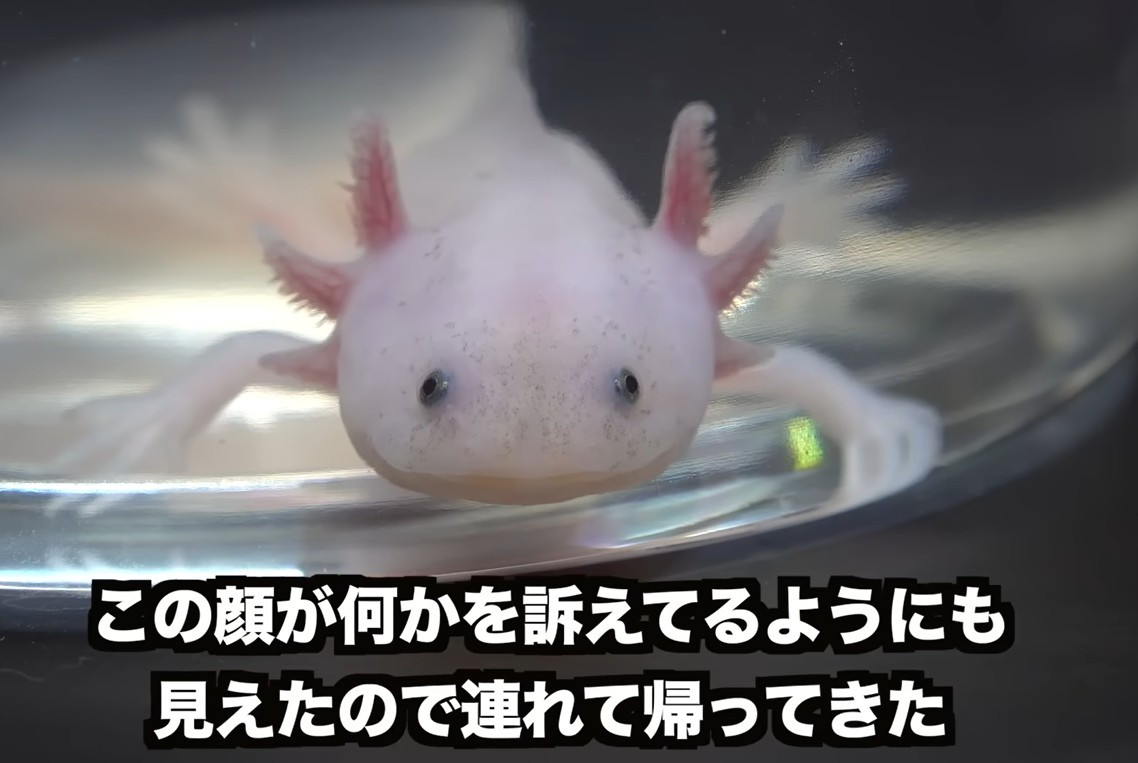 クリスマス☆ウーパールーパー Amazon.co.jp: イガラシ ウーパールーパーフロート 140×92cm FRB-183V