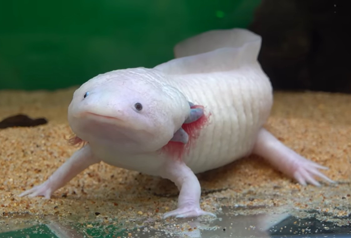 画像・写真 | 飼育1年で巨大化したウーパールーパー、さらによく見ると