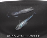 ���m�(��イ�̂��Ă���)�ƃ~�b�h�i�C�g�t���������^�C�v���|�����킹�����ǃ��_�J�u�X�y�[�h�v�B�ォ�猩��Ɣw���������Č�����q�J���̌^�B(�ʐ^��@Kazumasa_aqua) 