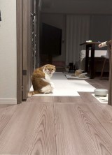 �T�ۂ܂��� �̈��L�E�ނ�����(�ʐ^��X @himaritomugi ���) 